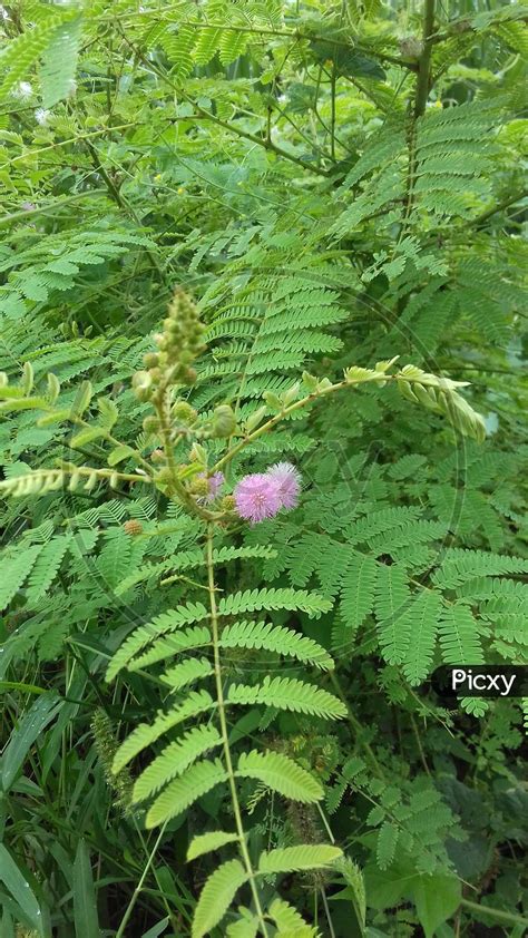 Image of Kikar tree flowers-LX578655-Picxy