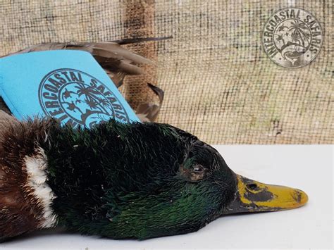 Mallard Preserve Duck Hunting - Coastal Duck Hunting