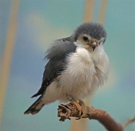 Pictures and information on Pygmy Falcon