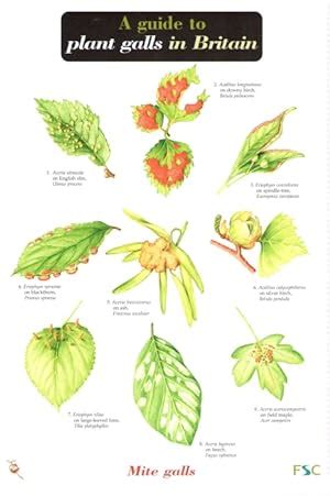 A Guide to Plant Galls in Britain (Identification Chart) by Redfern, M ...