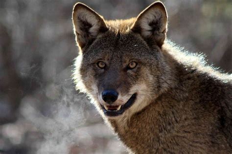 Conservation Groups Sue USFWS to Save Wild Red Wolves | Defenders of ...