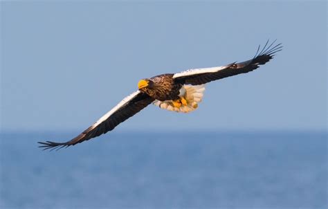 Exotic Winter Birds In Flight - Blain Harasymiw Photography