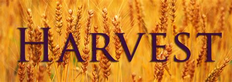 Harvest-banner - Black Country Foodbank