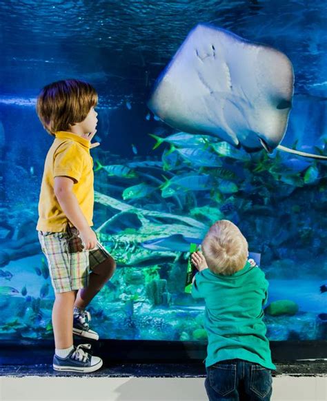 Sea Life Aquarium in Grapevine | Find Attractions & Events