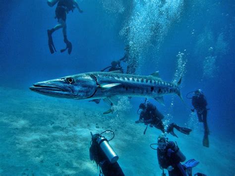 Species Spotlight: The Barracuda | ReefCI