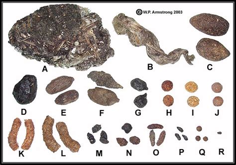 Animal Poop Identification Chart