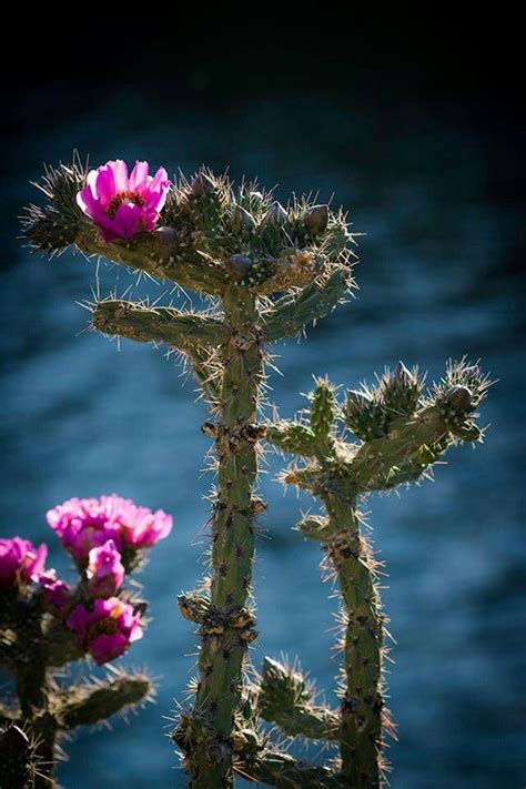 flowers native to new mexico