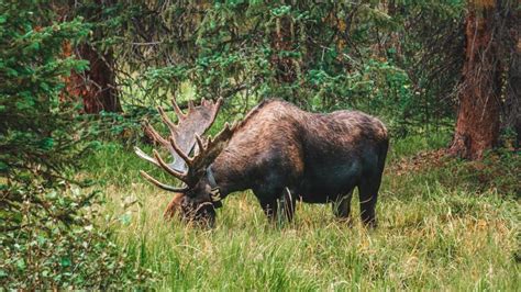 About Norway's National Animal: The Moose – Fjords & Beaches