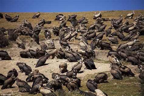 Tibetan 'sky burials' where bodies are left to be picked clean by ...