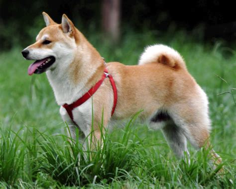 Nós, os Cachorros - No Japão: Raças De Cachorro: Shiba Inu