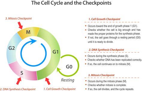 Cell Cycle Regulation - Mrs. Smith