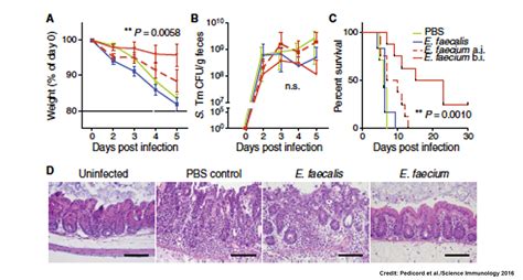 A commensal bacterium can be used to improve host intestinal barrier function and limit ...