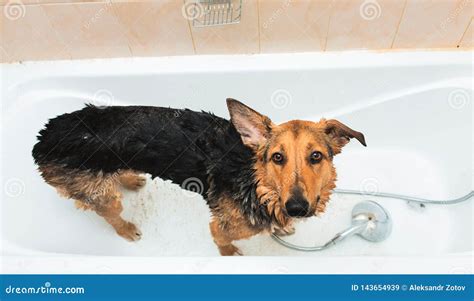 Bathing of the Funny Mixed Breed Dog. Dog Taking a Bubble Bath ...