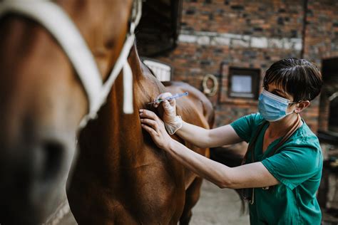 Equine association publishes African horse sickness guidelines | Vet ...