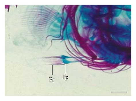 Ventral fin development timing and progression of larval and juvenile ...