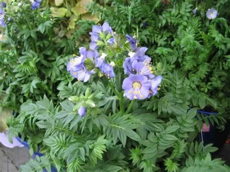 A Jacob's Ladder Plant in Bloom, Polemonium boreale Garden Soil, Garden Beds, Planting Herbs ...