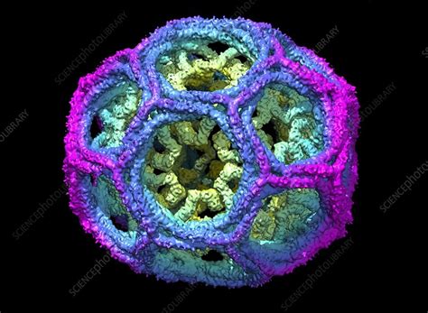 Clathrin lattice, molecular model - Stock Image - C018/0452 - Science Photo Library