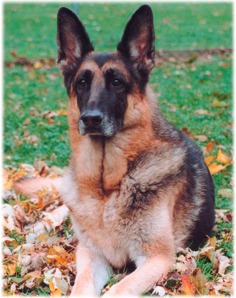 File:German Shepherd Dog black and red.jpg - Wikimedia Commons