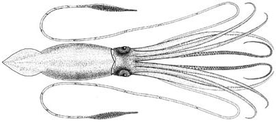 Giant squid - Simple English Wikipedia, the free encyclopedia