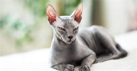 The 10 Best Hypoallergenic Cat Breeds for People With Allergies