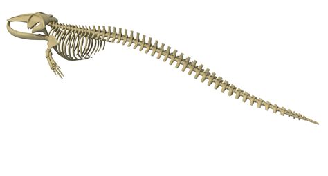 Fin Whale Skeleton - 3D Models – 3D Horse