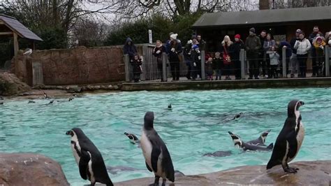 Penguins at London Zoo - YouTube