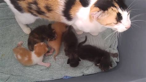 10 day old kittens (gingers aug 16 litter) - YouTube