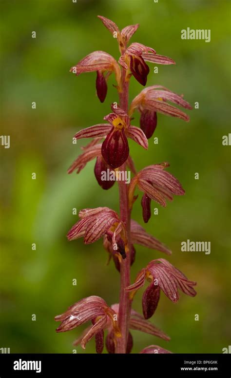 Striped coral root orchid hi-res stock photography and images - Alamy