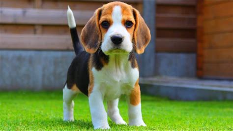 Beagle Puppies for Sale in Kolkata | Prices & Adoption Options