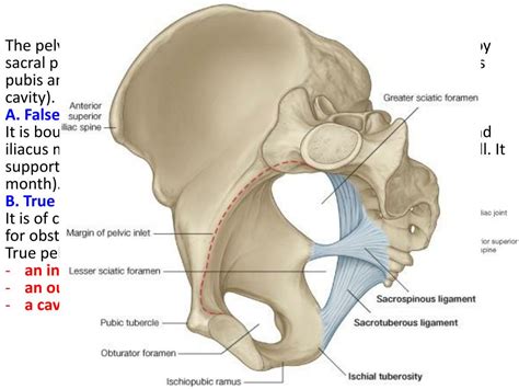 PPT - Pelvic Walls PowerPoint Presentation, free download - ID:3130183