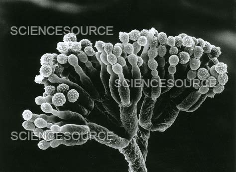 Photograph | Penicillium wtih Spores | Science Source Images