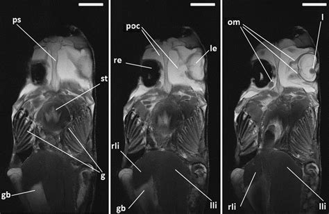 Visceral anatomy of ocean sunfish (Mola mola (L., 1758), Molidae, Tetraodontiformes) and angler ...