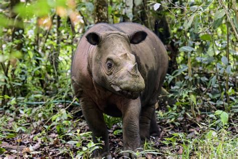 [Animals] A critically endangered Sumatran rhino named Delilah successfully gives birth in ...