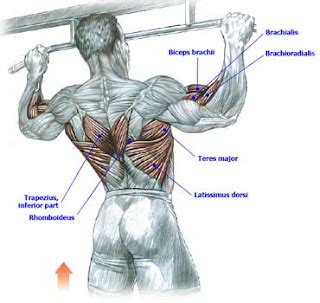 Sports Science | Exercise Technique: Chin-ups