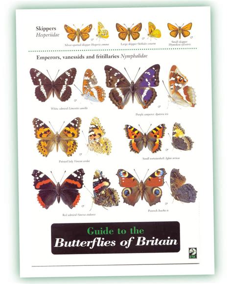 British Butterfly Guide, a UK Identifcation Chart | My Friendly Garden | Butterfly species ...