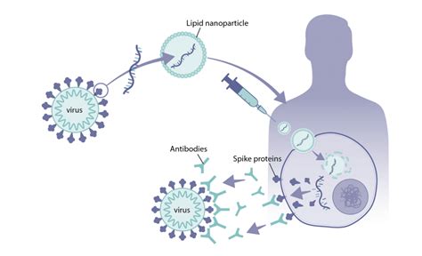 How were mRNA vaccines developed for COVID-19? – Science Feedback