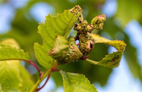 Cherry Blossom Animals And Pests