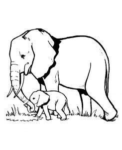 Elephant Coloring pages for kids (Free PDF printables)