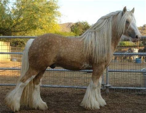 10+ images about Colors buckskin/palomino on Pinterest | Beautiful ...