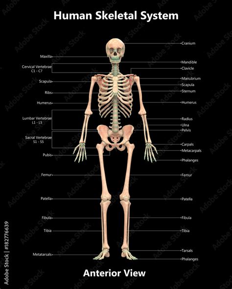 Human Skeleton System Detailed Labels Anatomy (Anterior View) Stock ...