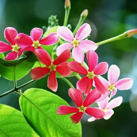 Buy Madhumalati Vine 'Rangoon Creeper' plant online at plantsguru.com