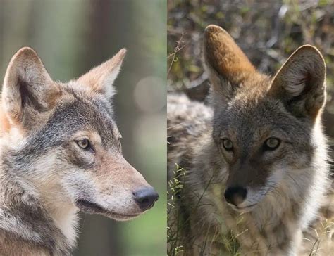 Wolf vs. Coyote: Similarities And Differences Explained