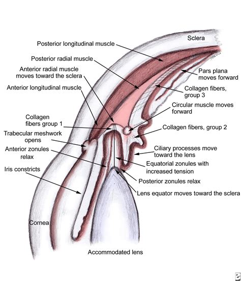 Ocular Anatomy - The Ciliary Body | Anatomy Of The Eye | Pinterest