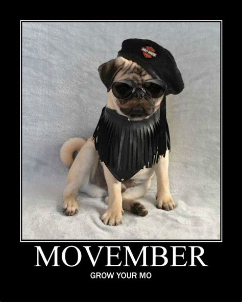 Funny Pug Dog meme LOL Our Pug Boo For Movember #pug #dog #pets #puppy #pugpuppy #movember # ...