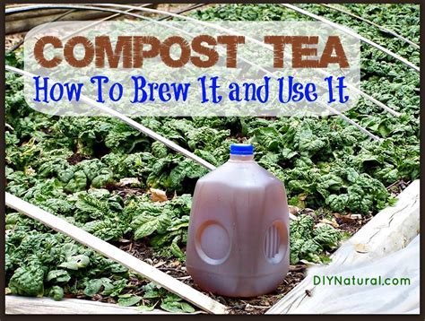 Compost Tea - What It Is, How to Make It, and the Benefits