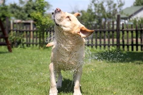 5 Best Portable Dog Showers [Top Recommendations in 2023]