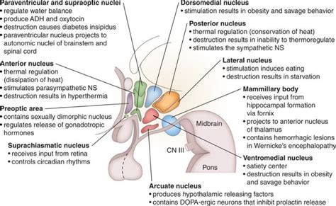 Nuclei of Hypothalamus - Mnemonic | Epomedicine