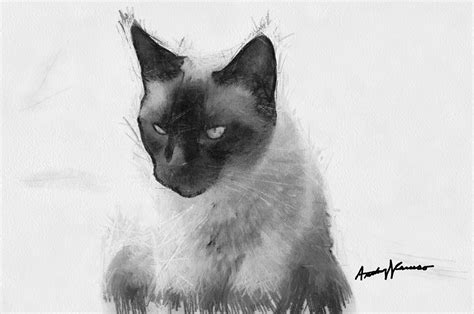 Siamese Cat Drawing by Anthony Caruso