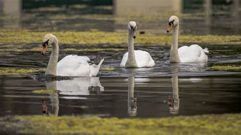 Three Swans by chensuriashi | ePHOTOzine