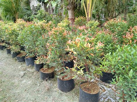 Ornamental Plants For Sale: Cebu Eugenia Plant